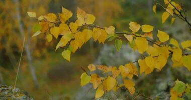 Herbst im das Süd- Ural video
