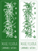 Drawings MARIHUANA. Hand drawn illustration. Latin name CANNABIS SATIVA L. png