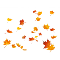isolé l'automne feuilles sur transparent Contexte png