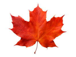 isolated autumn leaves on transparent background png