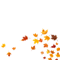 isolated autumn leaves on transparent background png