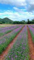 vistoso flor jardín en invierno, Purpletop verbena, araña flor, lavanda. video