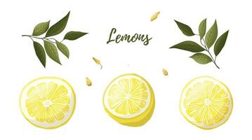 Vector illustration of yellow lemons on a branch. Vegetables, fruits, kitchen, cooking, eating, drinking tea, gardening designs.