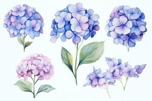 AI generated Set of blue hydrangea flowers. Watercolor illustration, vintage watercolor flower elements of Hydrangea, AI Generated photo