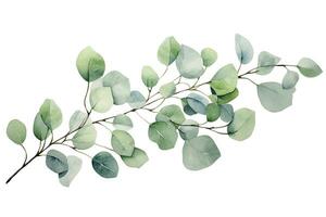 AI generated Eucalyptus branch with green leaves. Watercolor illustration, Watercolor green floral card with silver dollar eucalyptus leaves and branches isolated on white background, AI Generated photo