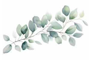 AI generated Eucalyptus branch with green leaves isolated on white background, Watercolor green floral card with silver dollar eucalyptus leaves and branches isolated on white background, AI Generated photo
