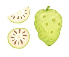 Noni Fruit Collection Set Cartoon illustration Vector