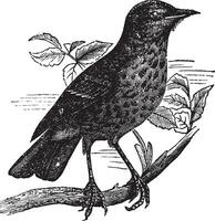 Thrush itself Turdus musicus or Redwing vintage engraving vector