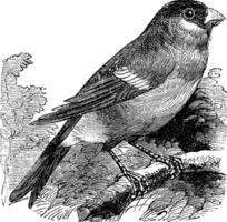 Eurasian Bullfinch or Pyrrhula pyrrhula,,bird, vintage engraving. vector