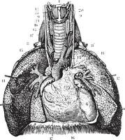 Main reports of the lungs. Thoracic organs seen by their front vector