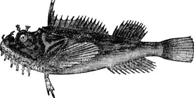 Common sea raven Hemitripterus acadianus vintage engraving vector