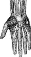 superficie capa de el mano de la palma superficie, Clásico grabado. vector