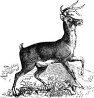 Whitetail or Virginia deer vintage engraving vector