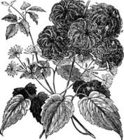 Devil's Darning Needles or Devil's Hair or Love Vine or Traveller's Joy or Virgin's Bower or Virginia Virgin's Bower or Wild Hops or Woodbine or Clematis virginiana vintage engraving vector