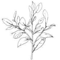 Sketch flowers and logo. png