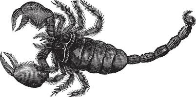 Black Scorpion Scorpio afer, vintage engraving. vector