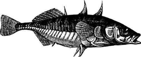 Stickleback, vintage engraving. vector