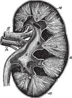 humano riñón Clásico grabado vector