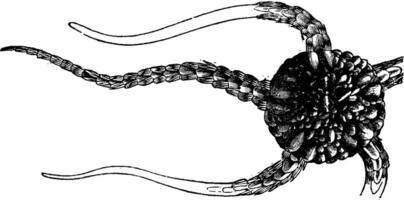 Brittle star, vintage engraving. vector