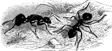 Ants very large, vintage engraving. vector