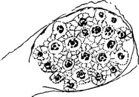 Formation of Cyclospora Cayetanensis Spores, vintage illustration vector