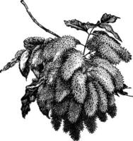 Flowering Branch of Fraxinus Ornus Manna Ash vintage illustration. vector