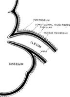 Formation of Ileo-caecal Valve, vintage illustration. vector