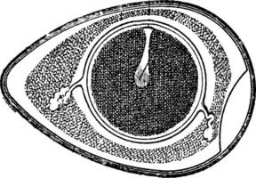 Cross-section of a Chicken Egg, vintage engraving vector