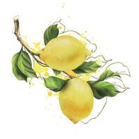 Lemons are yellow, juicy, ripe with green leaves, flower buds on the branches, whole and slices. Watercolor, hand drawn botanical illustration. Isolated object on a white background. vector