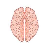 Brain illustration in top view.on white background vector