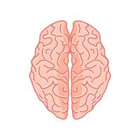 Brain illustration in top view.on white background vector