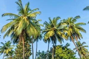 silhouettes of coconut trees palms against the blue sky of India with sunset photo