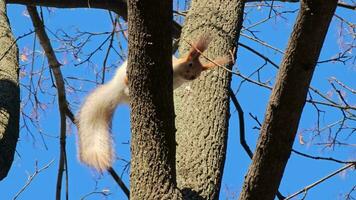 un' scoiattolo o sciurus con grigio e arancia pelliccia si siede su un' ramo. largo tiro contro un' fondale di spoglio alberi e un' luminosa blu cielo nel autunno su un' soleggiato giorno. video