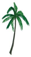 palma árbol clipart. tropical floral garabatear. dibujos animados vector botánica ilustración. contemporáneo estilo dibujo aislado en blanco.