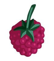 Raspberry clipart. Summer berries harvest doodle isolated on white. Colored vector illustration in cartoon style.