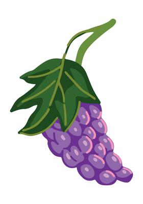 Grape bunch clipart. Ripe fruit doodle isolated on white. Colored vector illustration in cartoon style.