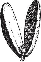 Radicle of Almond vintage engraving vector