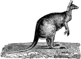 Kangaroo, vintage engraving. vector