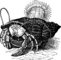 Hermit crab dragging Sea anemones, vintage engraving. vector