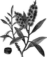 Tea Tree Oil has white wood Melaleuca Leucadendron, vintage engraving vector