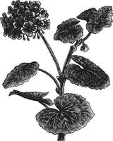 Geranium or Storksbill or Pelargonium sp., vintage engraving vector