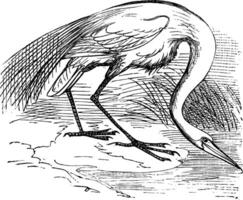 Engraving of a White Heron or egret Ardea egretta vector