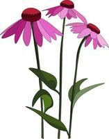 Echinacea flowers , vector or color illustration