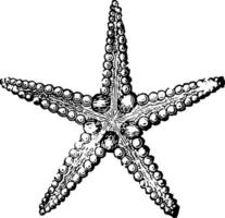 Starfish, vintage illustration vector