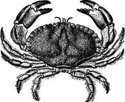 Dungeness Crab, vintage illustration. vector