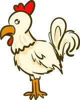 A white and red chicken vector or color illustration