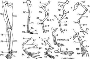 Human Leg Front View and Comparative Diagrams showing Modifications of the Leg, vintage illustration vector