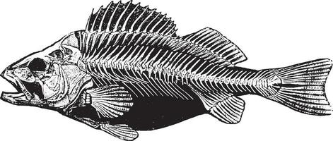 Fish skeleton, vintage engraving. vector