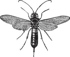 Giant woodwasp, vintage engraving. vector