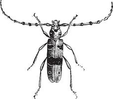 Longhorn beetle Alpine, vintage engraving. vector